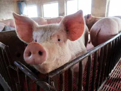 Thủ tướng yêu cầu ngăn buôn lậu lợn sang Trung Quốc dịp Tết
