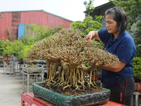 Cây sanh An Phúc: Một siêu phẩm dáng làng của nghệ nhân Nguyễn Thị Hiện