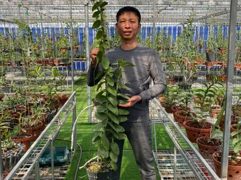 Nguyễn Phương Hồng, người luôn chia sẻ Kỹ thuật trồng và chăm sóc lan Phi điệp nở hoa đẹp