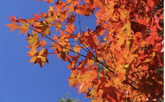 Xứ Đài mùa thu đông - Thiên đường cho người yêu hoa